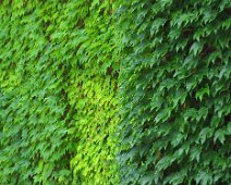 3 shades of ivy
