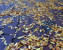 amesbury leaves
