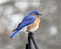 bluebird (2)