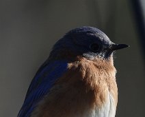 bluebird 2