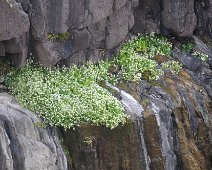 cliff flowers1