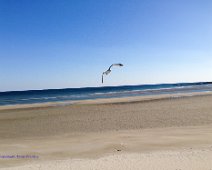 gull over sand