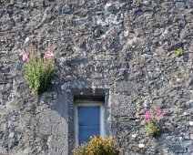 ireland church wall flowers
