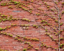 ivy wall