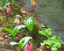 lady slippers