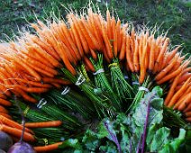 neat carrots