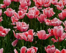 red tulips (2)