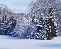 snow on pine