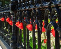 tulip fence